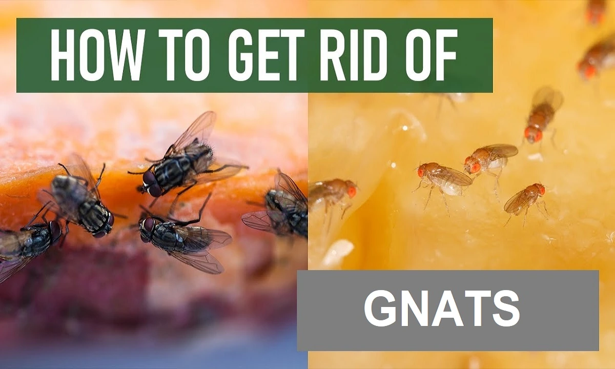 What are Gnats? Simple How to get Rid of Gnats in your House – Plants – Clean Kitchen